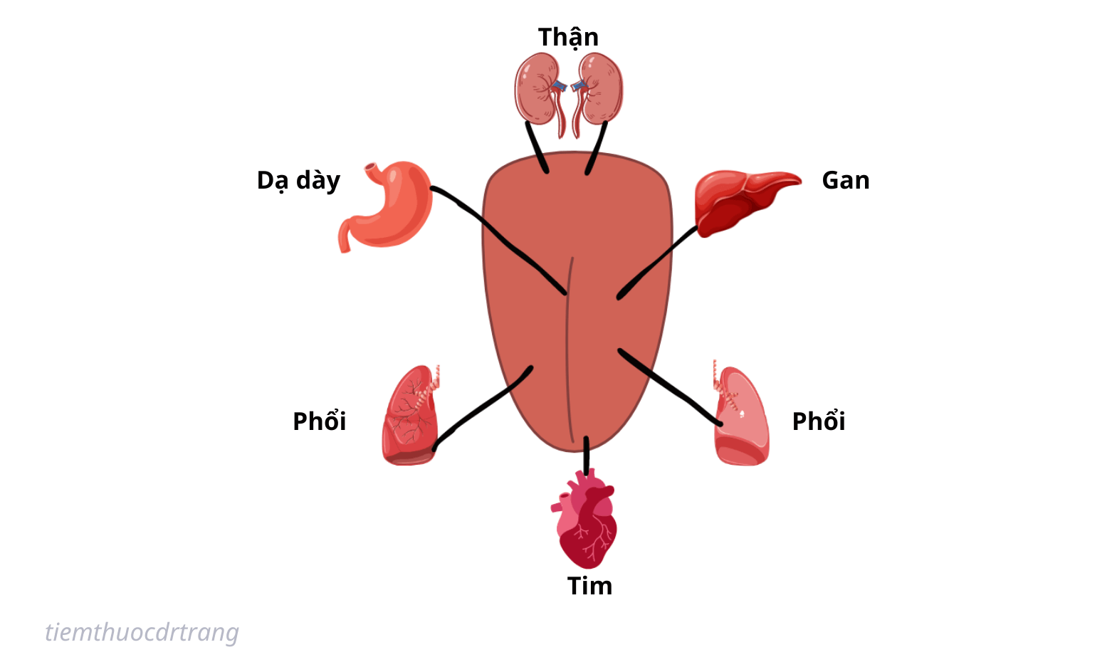 tạng phủ đông y