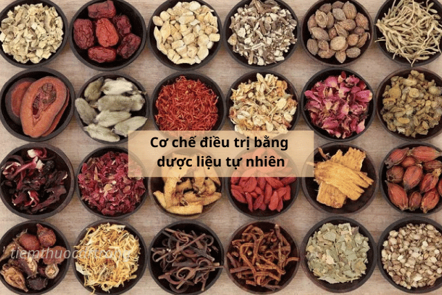 Cơ chế điều trị bằng dược liệu tự nhiên