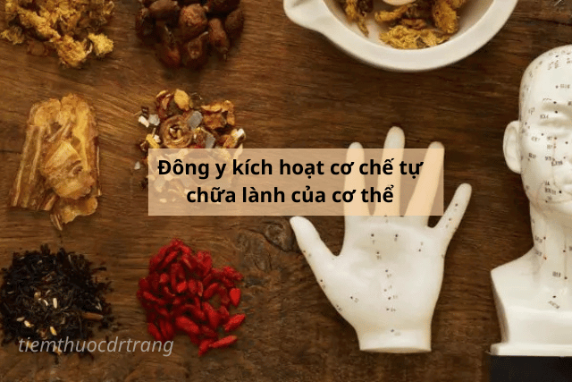Đông y kích hoạt cơ chế tự chữa lành của cơ thể
