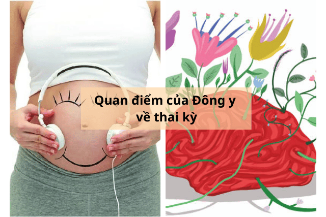 Quan điểm của thuốc đông y về thai kỳ