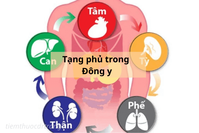 Cơ chế điều trị dựa trên Tạng Phủ